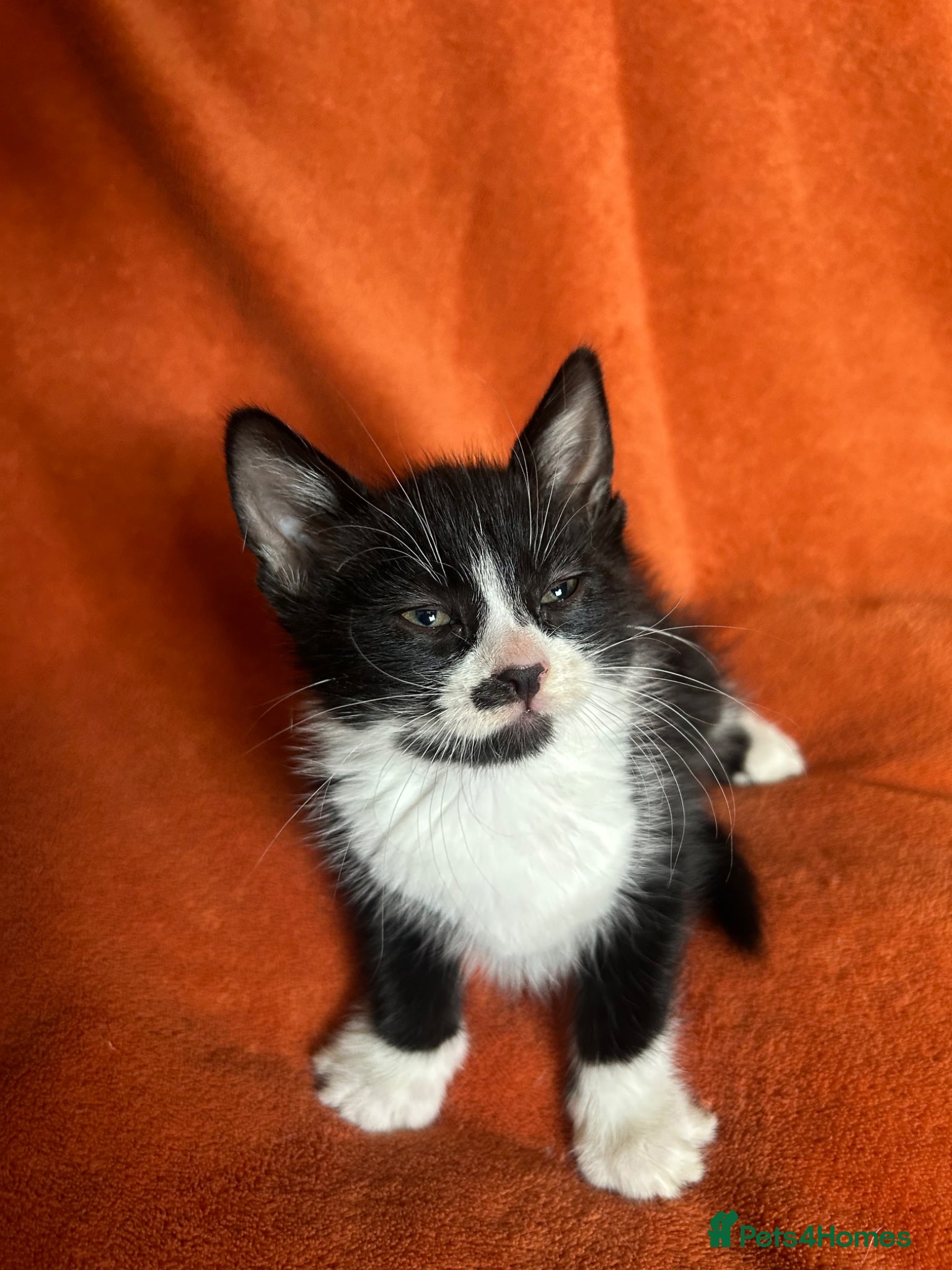 Mixed Breed Kitten 3
