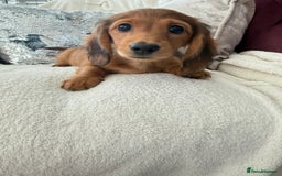 Miniature Dachshund dogs for sale: Minature dachshund  - Image 5