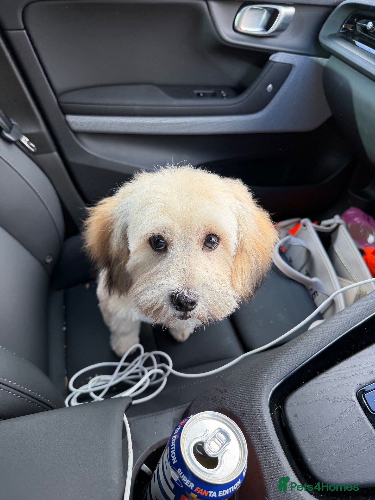 Shihpoo dogs for sale: Beautiful 8 month old Shihpoo Buttercup - Advert 2