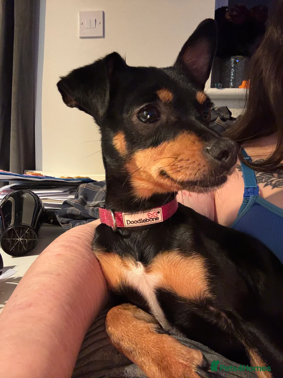 Miniature Pinscher dogs for sale: Miniature Pinscher female - Advert 3