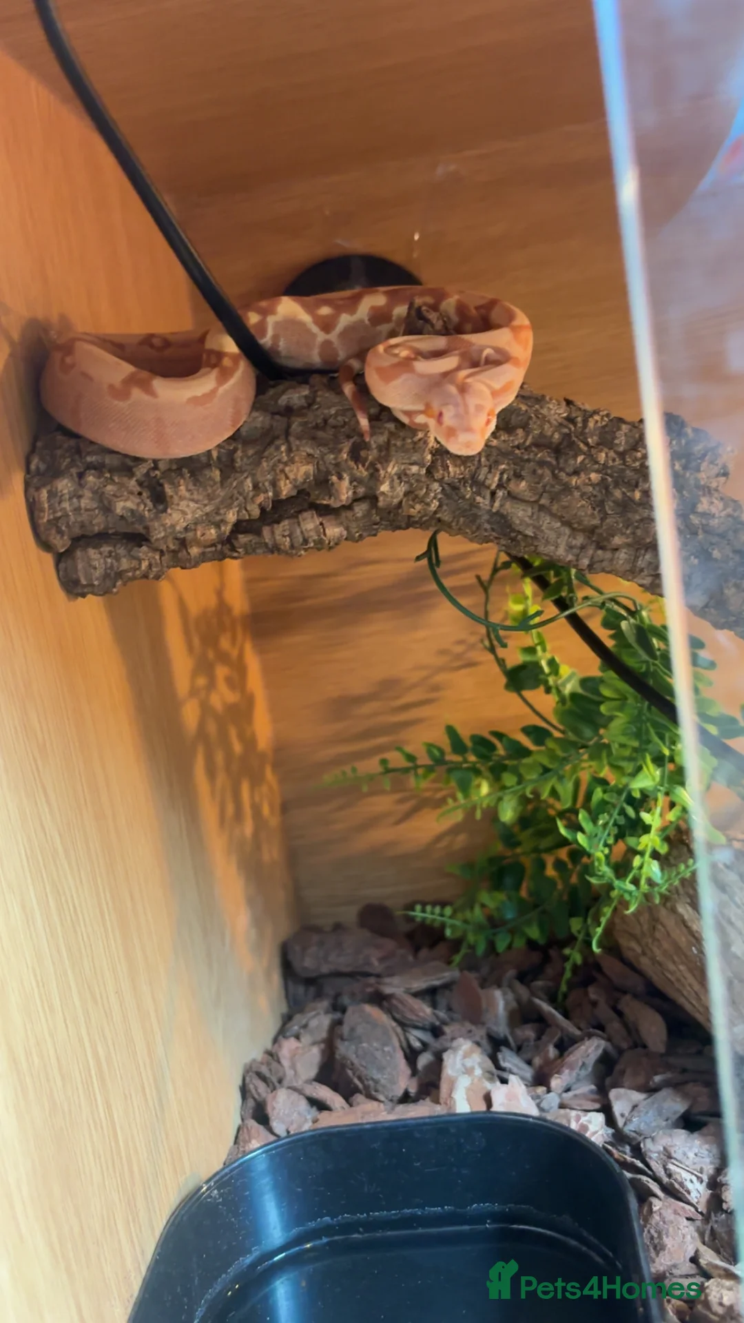 Boa Snake reptiles for sale: Boa  constrictor - Advert 6