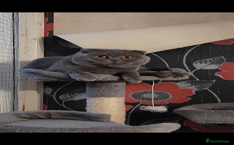 Scottish Fold cats - Advert 1