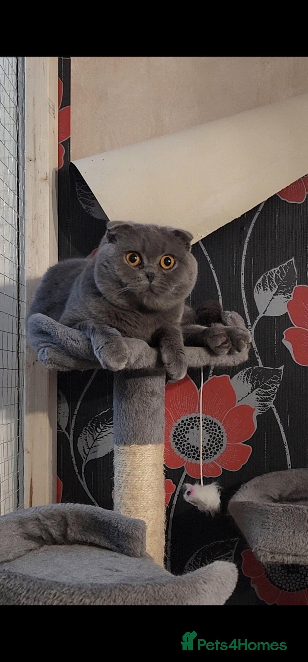 Scottish Fold cats for sale: Male Scottish Fold  - Image 1