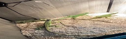 Gecko reptiles for sale: Baby iguana  - Advert 1