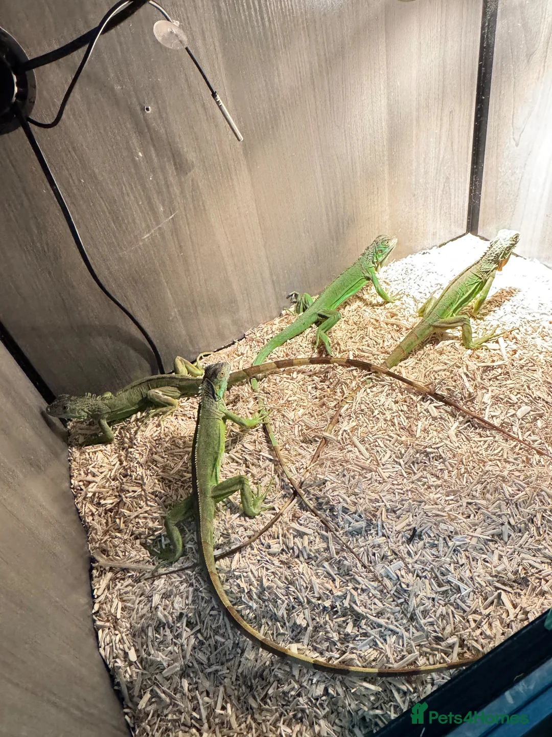 Gecko reptiles for sale: Baby iguana  - Advert 1