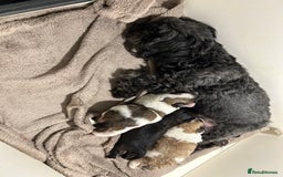 Maltipoo dogs for sale: Maltipoo puppies  - Image 5