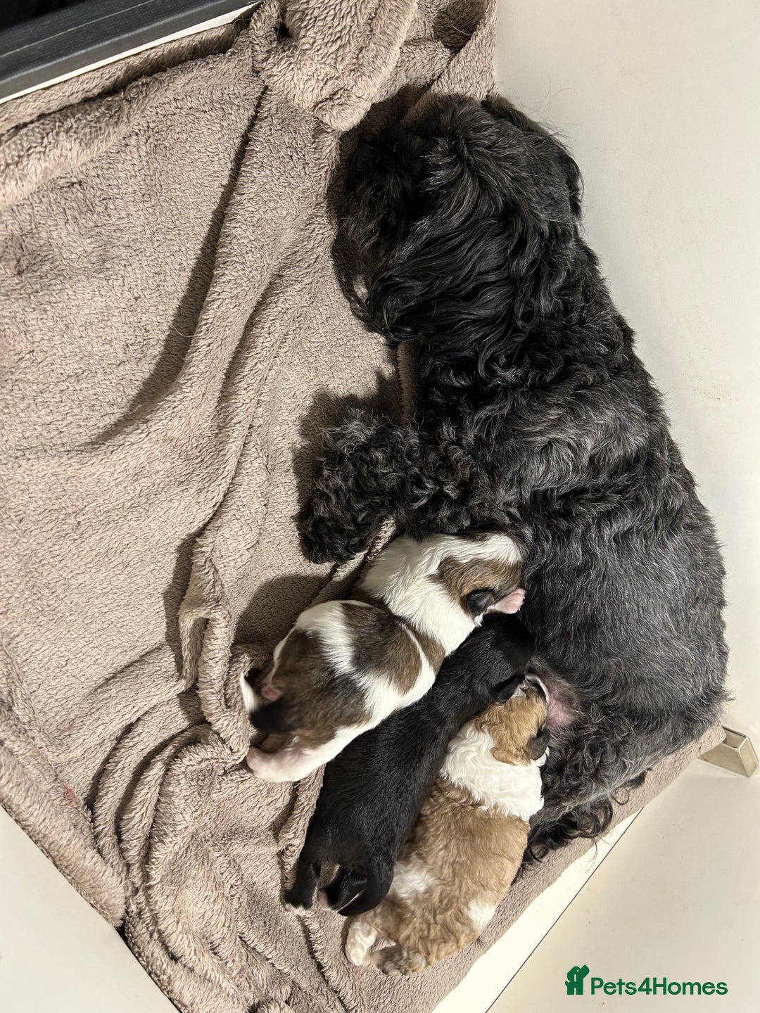Maltipoo dogs for sale: Maltipoo puppies  - Image 5