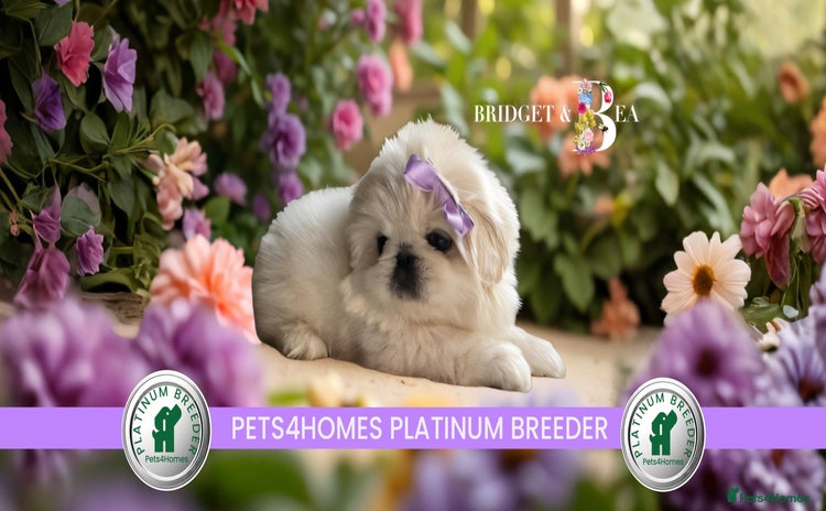 Pekingese dogs - Advert 1