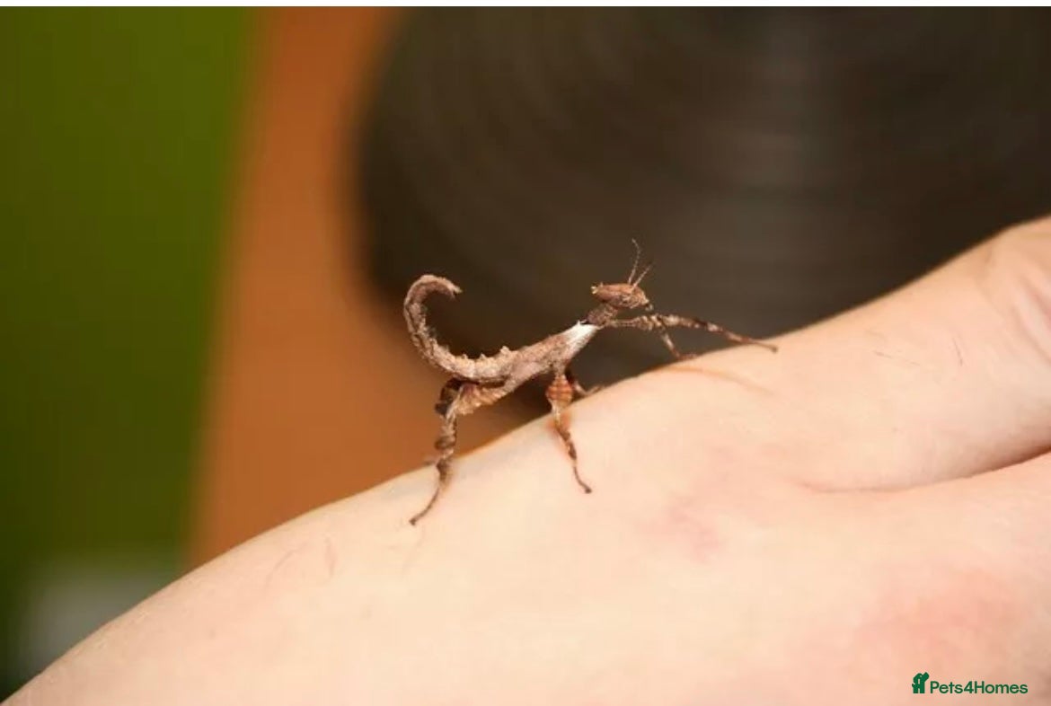 Stick Insects invertebrates Macleays Spectre Stick insects for sale. - Advert 2