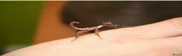 Stick Insects invertebrates for sale: Macleays Spectre Stick insects for sale. - Advert 1