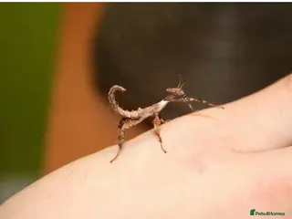 Stick Insects invertebrates Macleays Spectre Stick insects for sale. - Advert 2