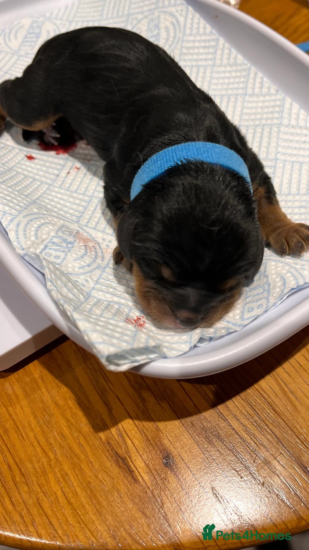 Cavalier King Charles Spaniel dogs for sale: Health Tested Parents - Advert 4