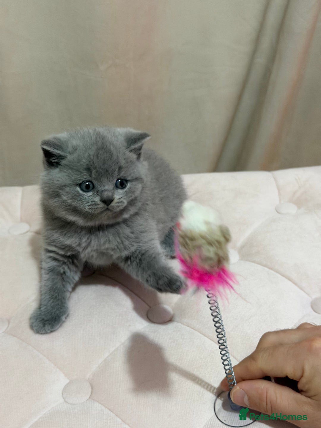 Scottish Fold cats for sale: Scottish Fold/ Straight kitties  - Advert 25