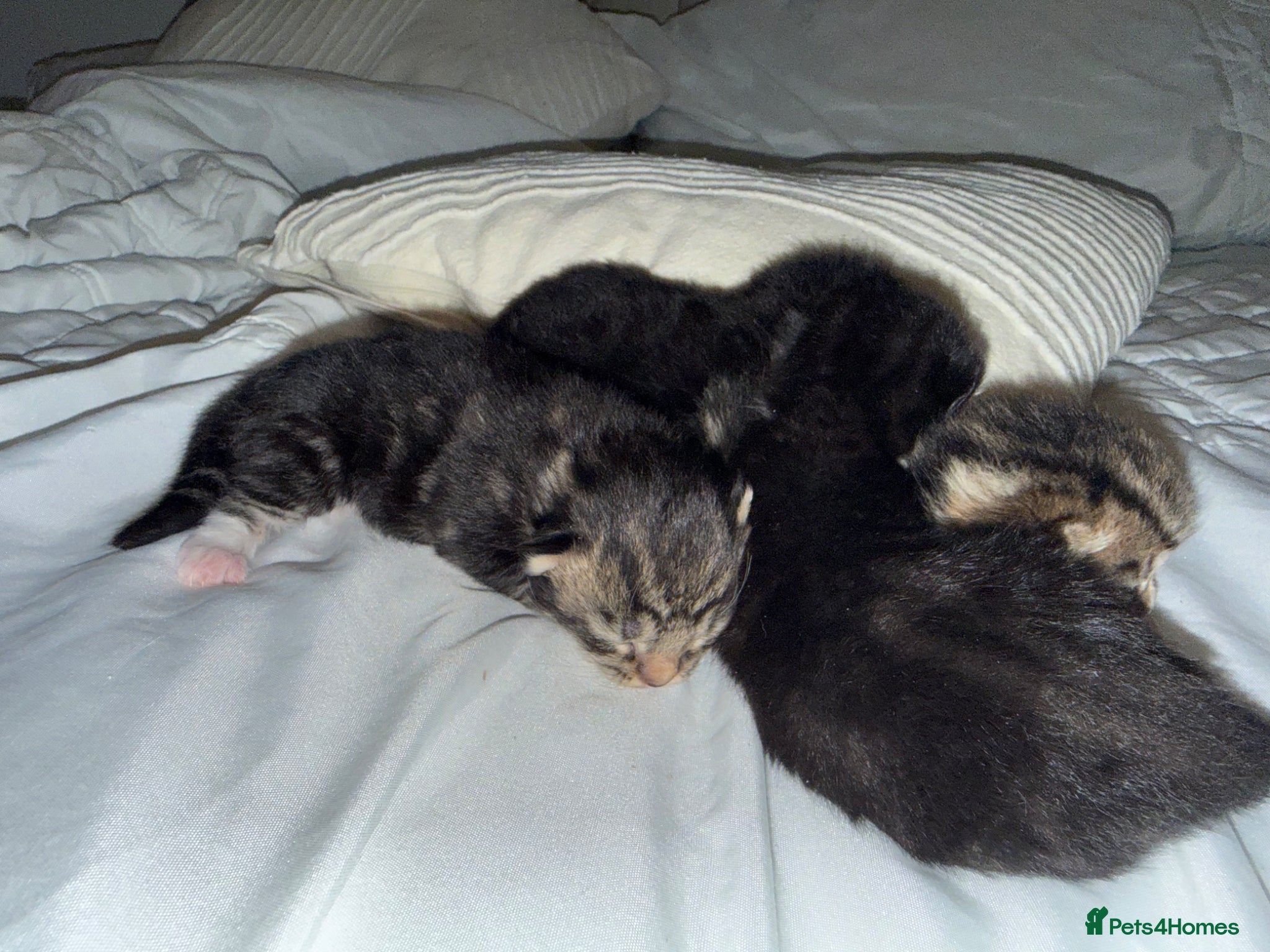 Turkish Angora cats 🐾 Exceptional Turkish Angora x Kittens in Belper - Advert 2
