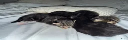 Turkish Angora cats for sale: 🐾 Exceptional Turkish Angora x Kittens in Belper - Advert 1