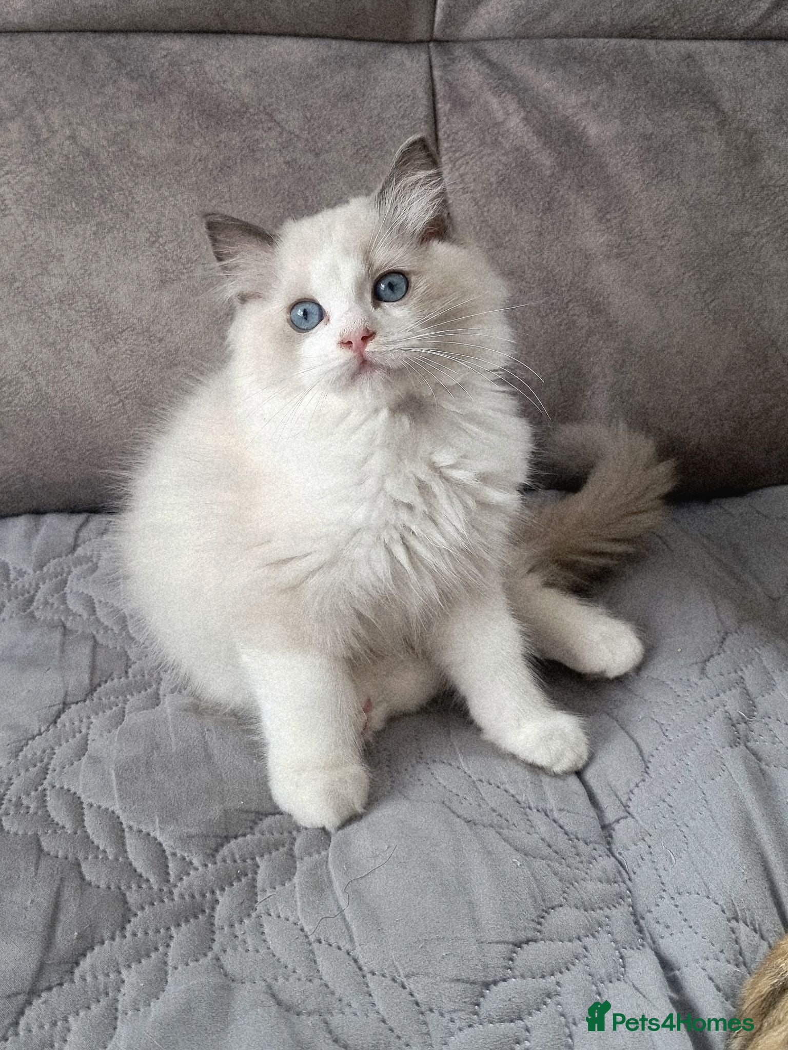 Ragdoll cats TICA registered DNA Tested Ragdoll Kittens  - Advert 1