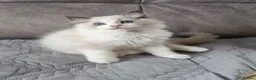 Ragdoll cats for sale: TICA registered ragdoll kittens  - Advert 16
