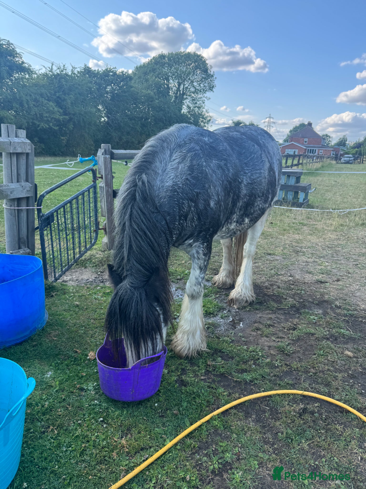 Irish Cob horses for sale: Norman  - Advert 8