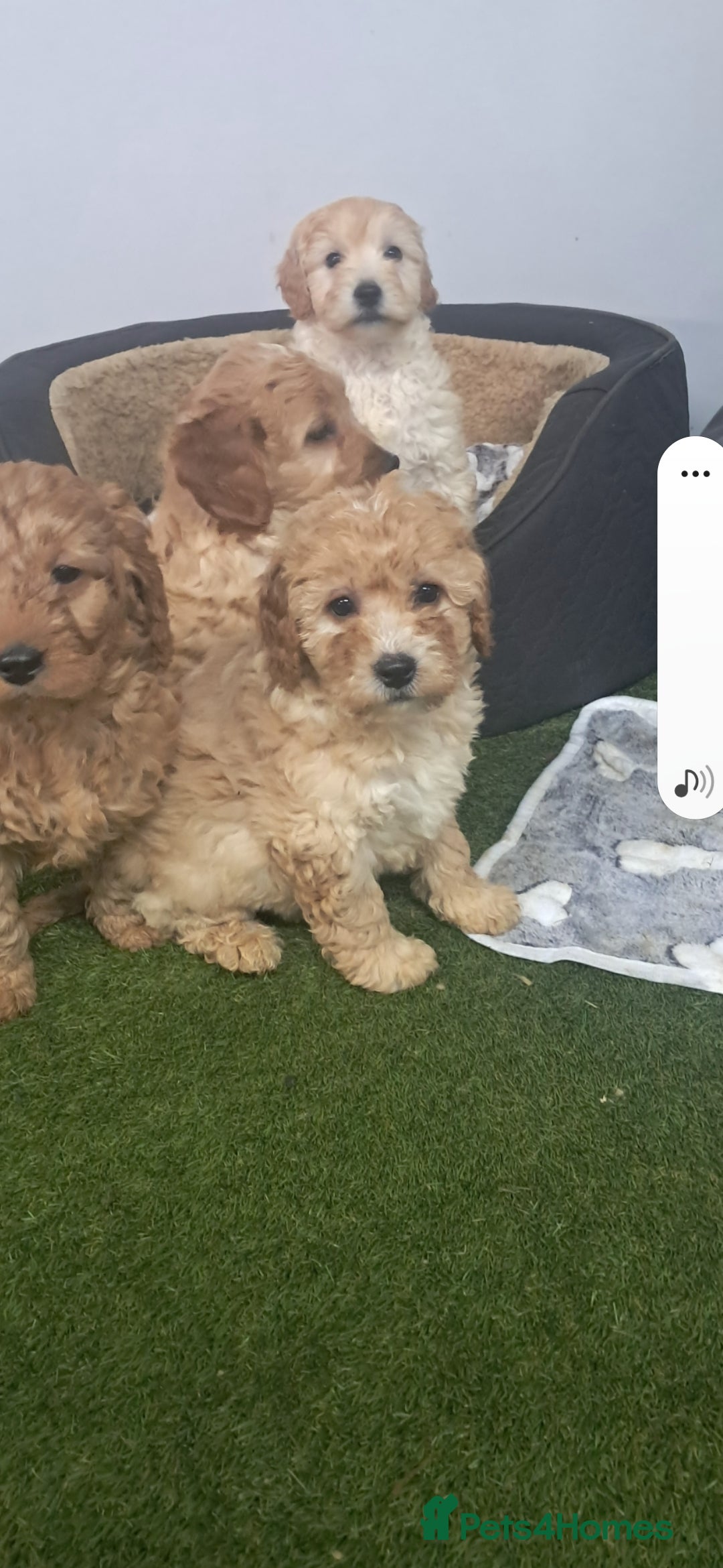 Cavapoo dogs for sale: Cavapoo pups - Advert 5