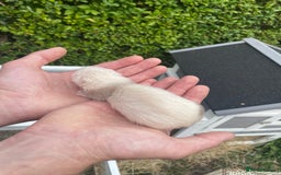Ferret rodents for sale: Ferret kits  - Image 3