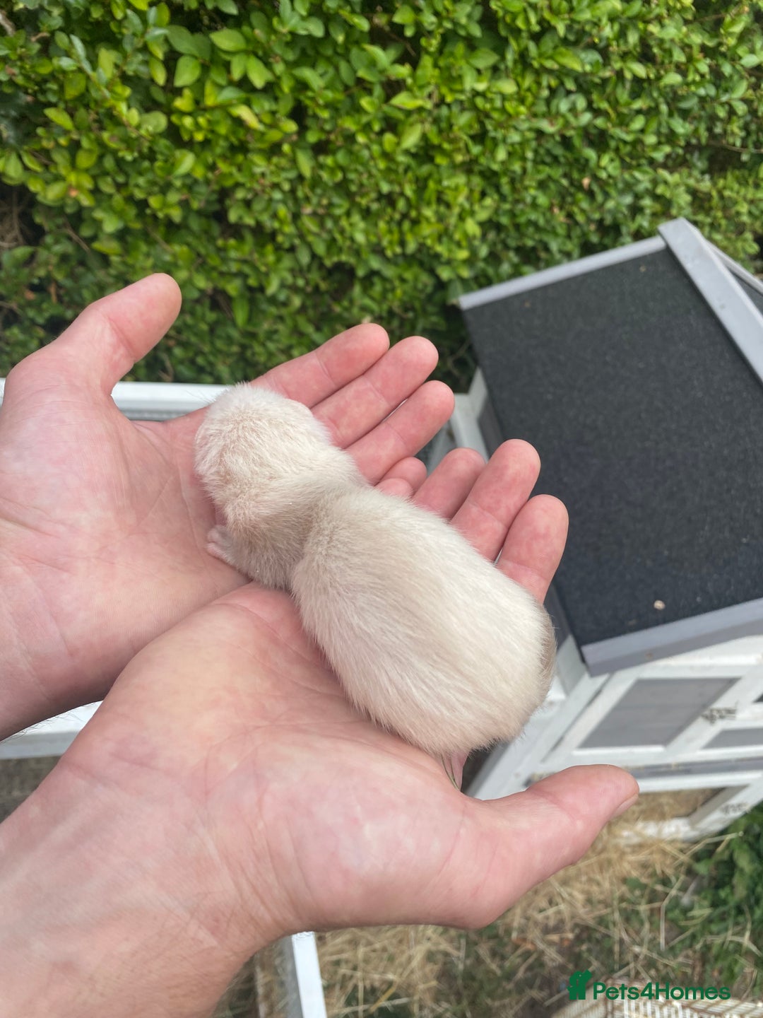 Ferret rodents for sale: Ferret kits  - Image 3