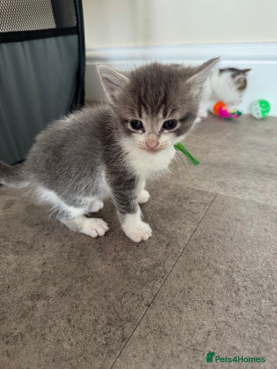 Mixed Breed cats for sale: Mixed breed kittens  - Image 4