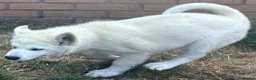 Alaskan Malamute dogs for sale: Pure white Alaskan Malamutes  in Wolverhampton - Advert 3