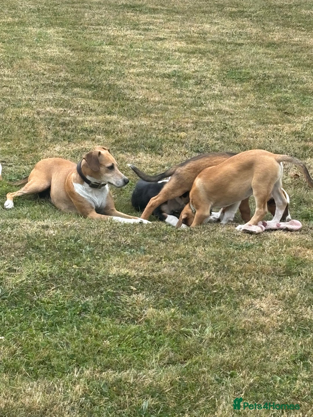 Mixed Breed dogs for sale: Collie x Lurcher Springer - Image 8