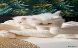 Persian cats for sale: Persian kitten for sale - Image 2