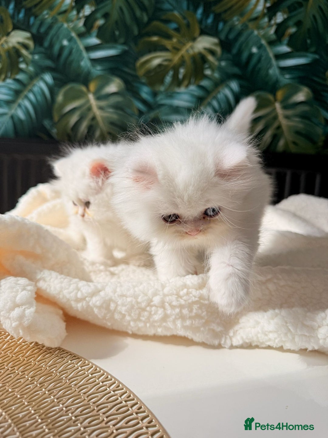 Persian cats for sale: Persian kitten for sale - Image 2
