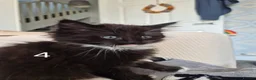 British Longhair cats for sale: Litter of 6 kittens - Advert 23