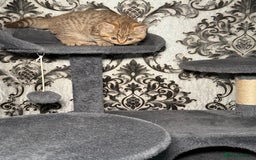 British Shorthair cats for sale: British shorthair kittens  - Image 6