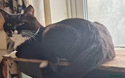 Mixed Breed cats for sale: Cairo&Astro looking for new home - Image 2