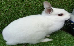 Netherland Dwarf rabbits for sale: PURE Netherland Dwarfs Vaccinated REDUCED READY    - Image 9