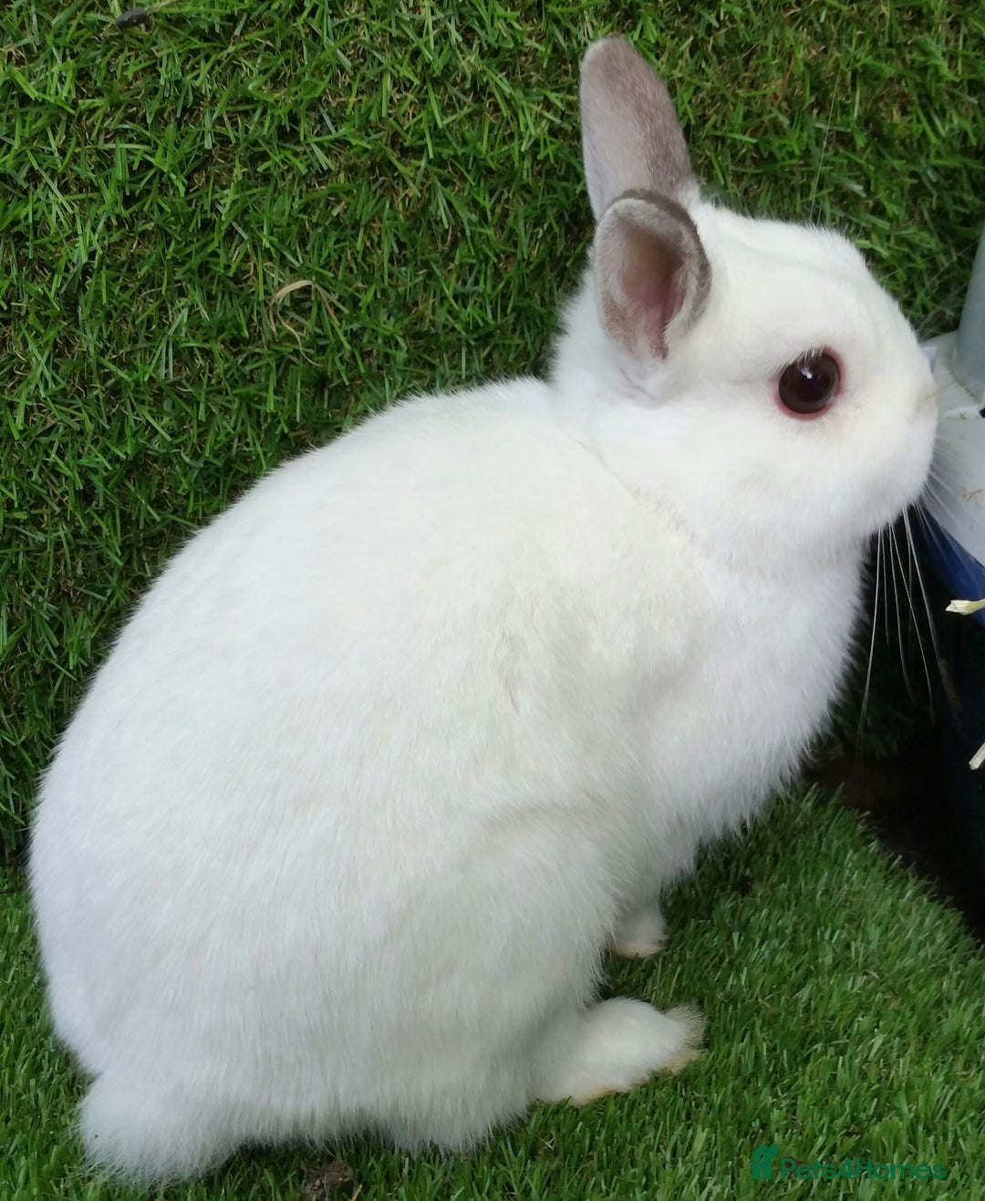 Netherland Dwarf rabbits for sale: PURE Netherland Dwarfs Vaccinated REDUCED READY    - Image 9