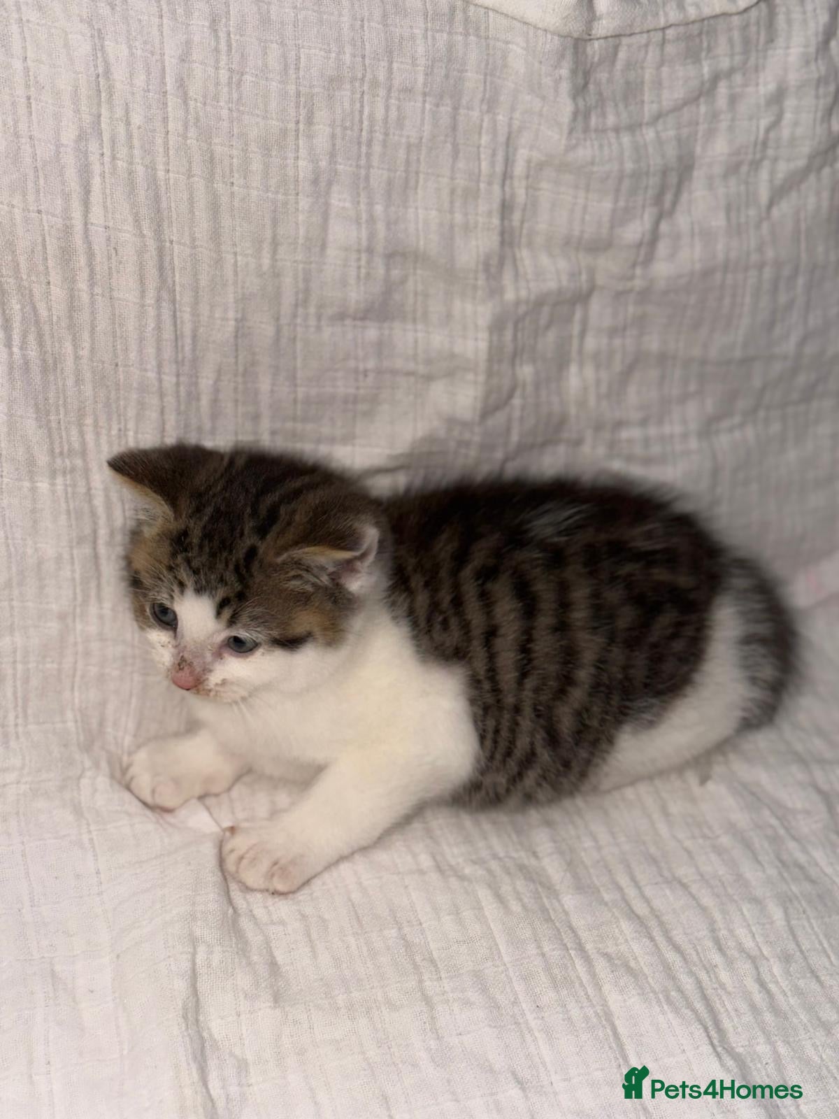 Persian cats BEAUTIFUL GREY TIGER FLUFFY PERSIAN KITTENS! - Advert 1