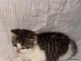 Persian cats BEAUTIFUL GREY TIGER FLUFFY PERSIAN KITTENS! - Advert 1