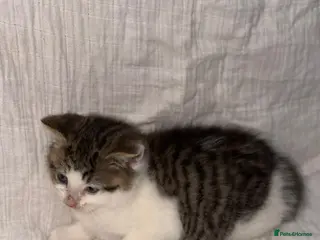 Persian cats BEAUTIFUL GREY TIGER FLUFFY PERSIAN KITTENS! - Advert 7