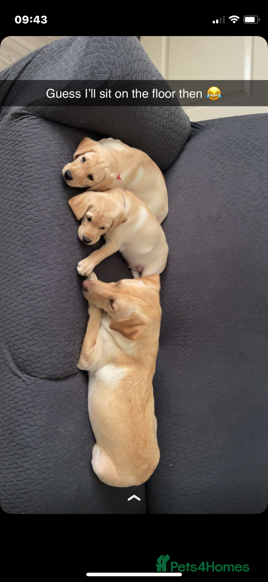 Labrador Retriever dogs for sale: Labrador puppy with papers  - Image 11