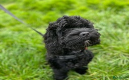 Cockapoo dogs for sale: Meet Milo – Your New Best Friend! - Image 1