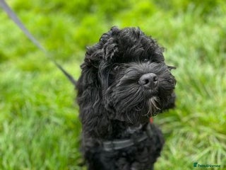 Cockapoo dogs for sale: Meet Milo – Your New Best Friend! - Advert 1