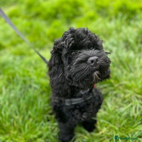 Cockapoo dogs Meet Milo – Your New Best Friend! - Advert 2