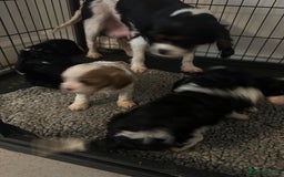 Cavapoo dogs for sale: Last cavapoo puppy available.  - Image 2