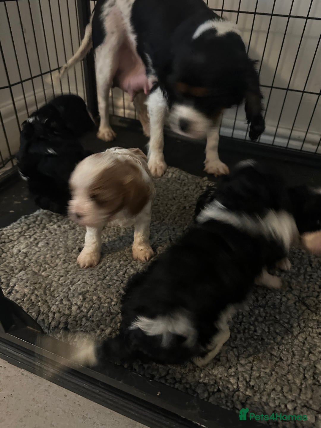 Cavapoo dogs for sale: Last cavapoo puppy available.  - Image 2