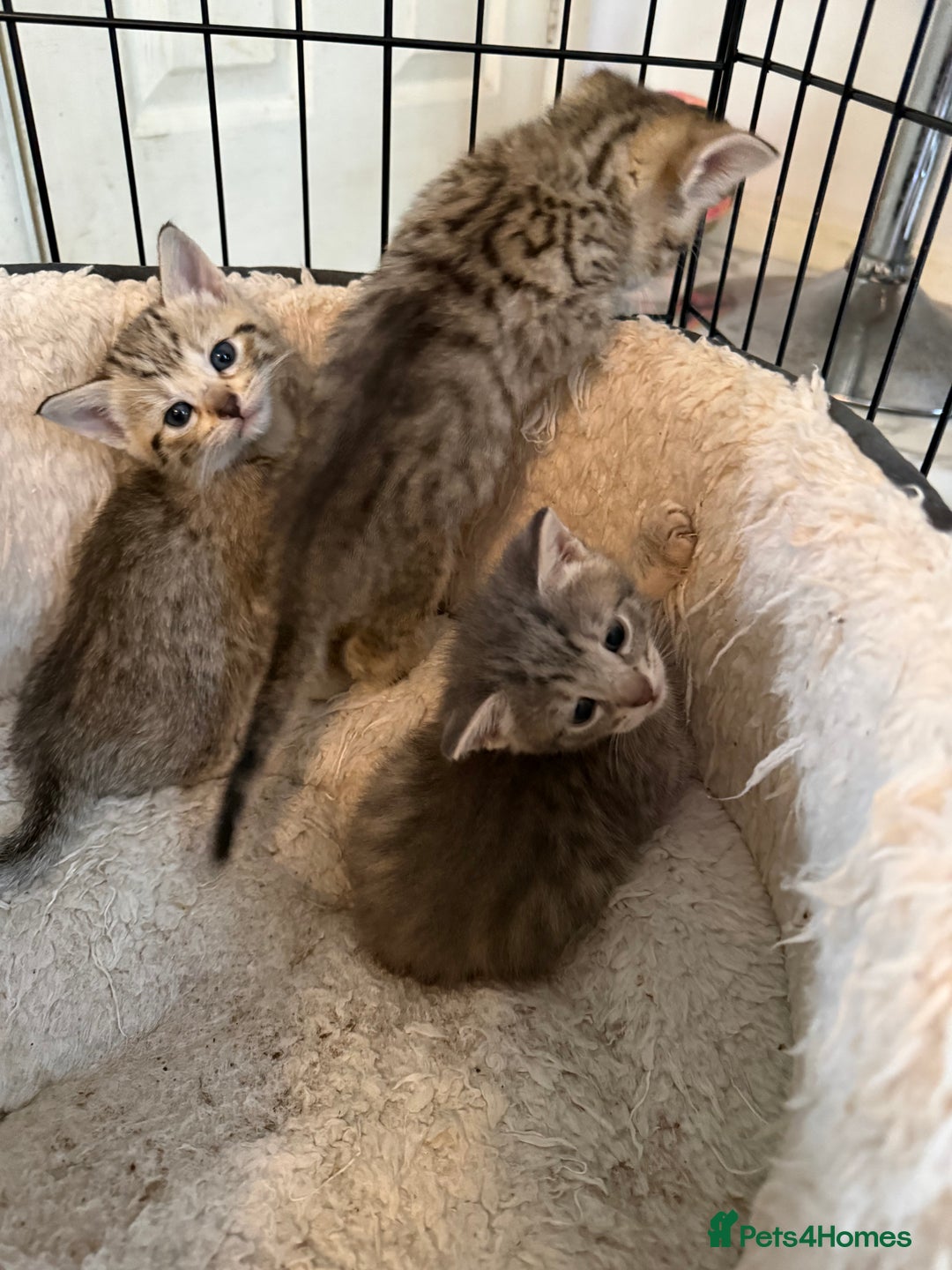 Savannah cats for sale: Beautiful little leopard Savannah  - Advert 9