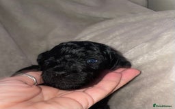 Cockapoo dogs for sale: Cockapoo  - Image 11