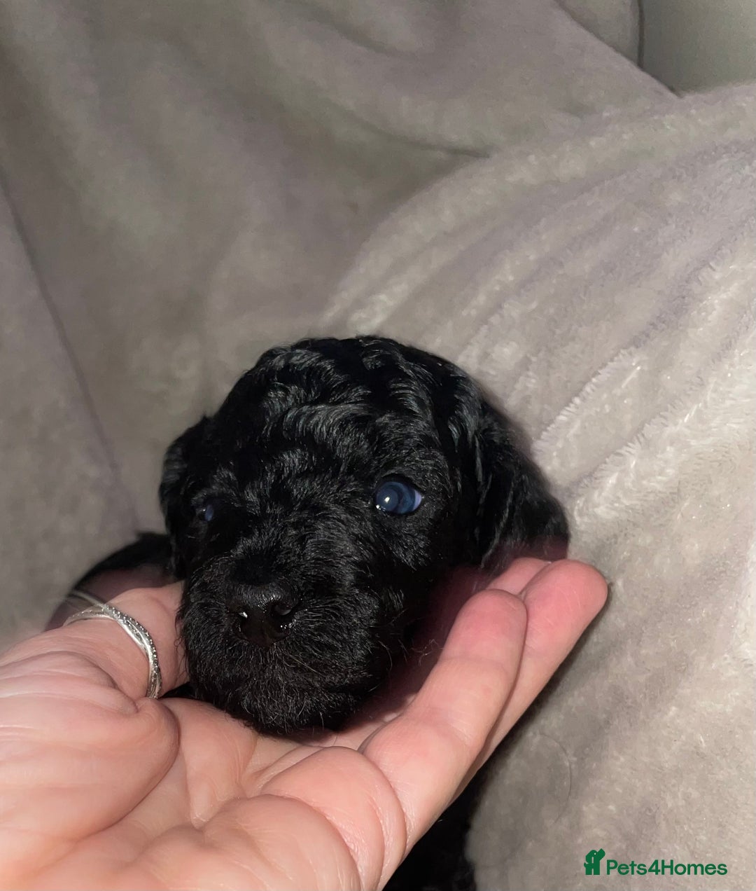 Cockapoo dogs for sale: Cockapoo  - Image 11