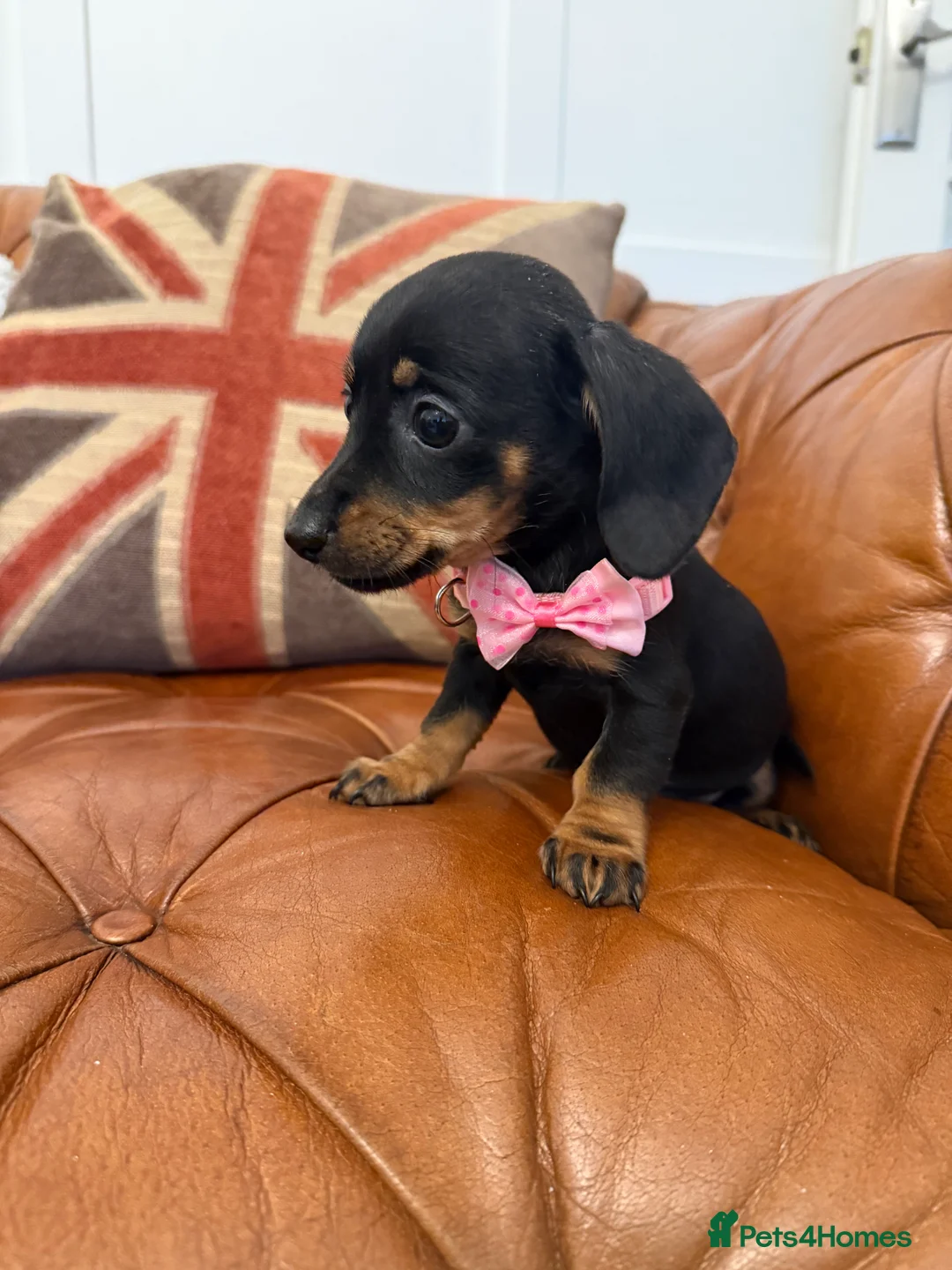 Miniature Dachshund dogs for sale: Stunning Pups 5 ⭐ Star Licensed 5 ⭐ Reviews!  - Advert 33
