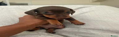 Miniature Dachshund 4