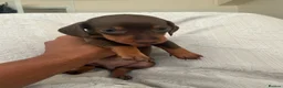 Miniature Dachshund dogs for sale: Stunning Miniature Dachshunds  - Advert 7